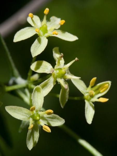 Ptelea trifoliata