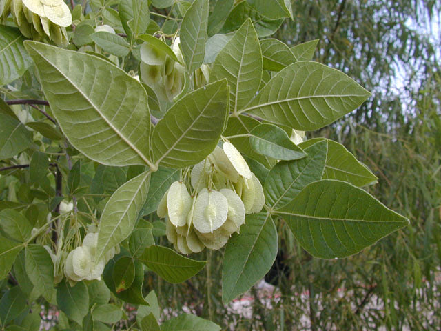 Ptelea trifoliata