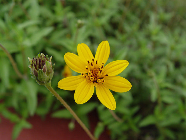 orange zexmenia